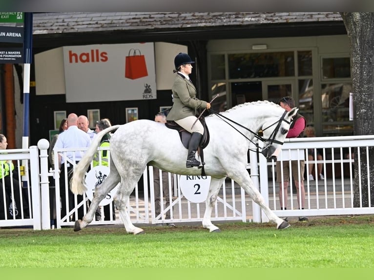 Cheval de sport irlandais Hongre 5 Ans 170 cm Gris in Cork