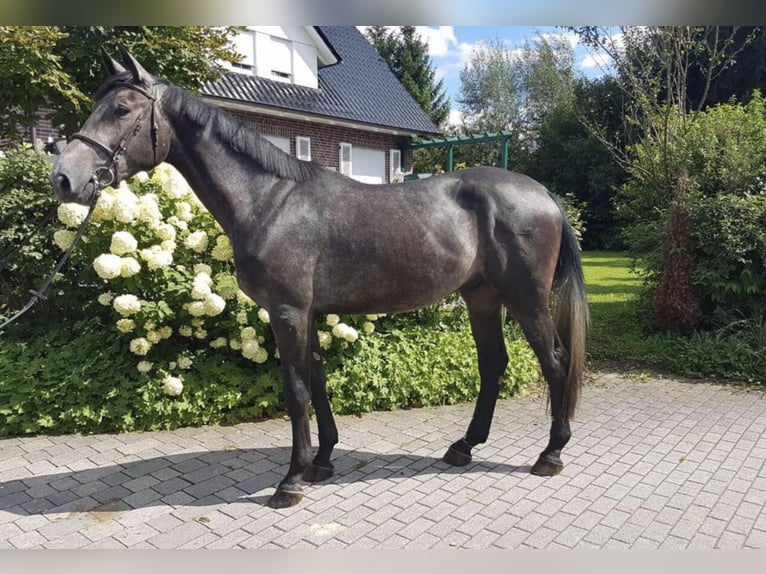 Cheval de sport irlandais Hongre 5 Ans 172 cm Gris noir in Wächtersbach