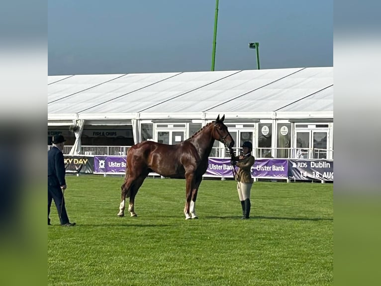 Cheval de sport irlandais Hongre 5 Ans 173 cm Alezan brûlé in Richmond, Virginia