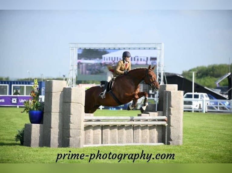 Cheval de sport irlandais Hongre 5 Ans 173 cm Alezan brûlé in Richmond, Virginia