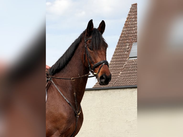 Cheval de sport irlandais Hongre 5 Ans 175 cm Bai in Elze Esbeck