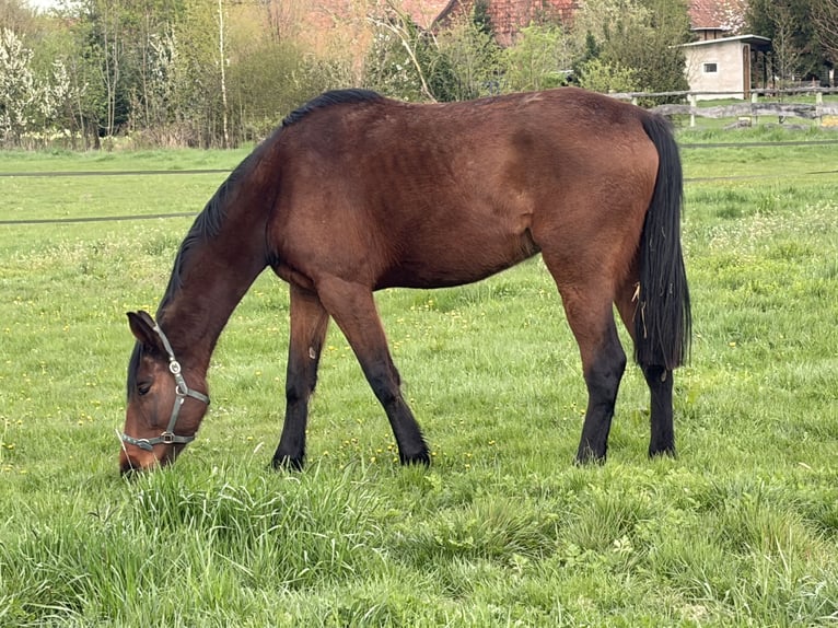 Cheval de sport irlandais Hongre 5 Ans 175 cm Bai in Elze Esbeck