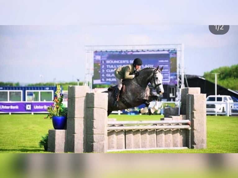 Cheval de sport irlandais Hongre 5 Ans 175 cm Gris in Limerick