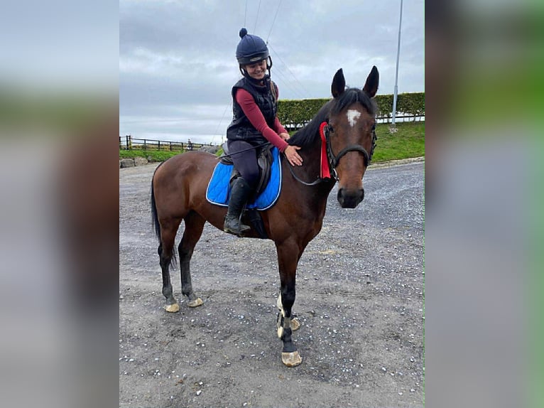 Cheval de sport irlandais Hongre 6 Ans 148 cm Bai cerise in Sligo