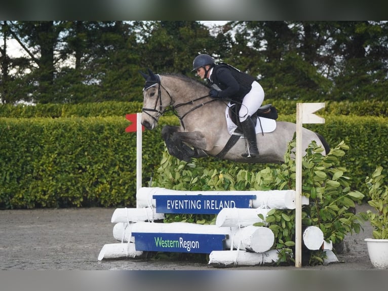 Cheval de sport irlandais Croisé Hongre 6 Ans 148 cm Isabelle in Galway