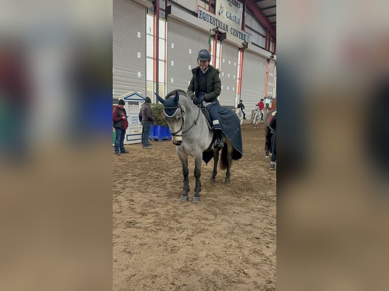 Cheval de sport irlandais Croisé Hongre 6 Ans 148 cm Isabelle in Galway