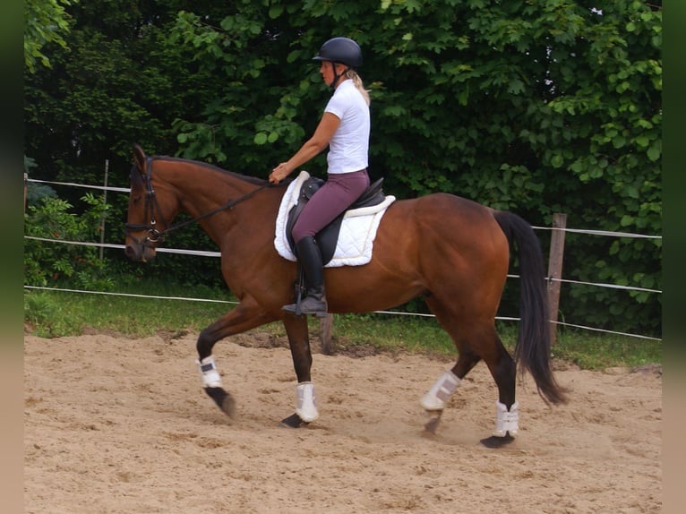 Cheval de sport irlandais Hongre 6 Ans 155 cm Bai in Velpke