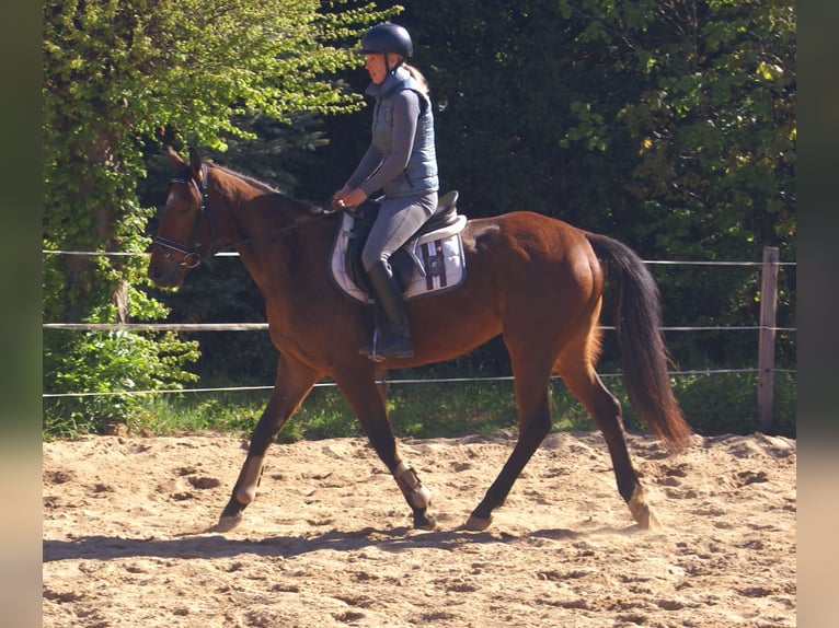 Cheval de sport irlandais Hongre 6 Ans 155 cm Bai in Velpke