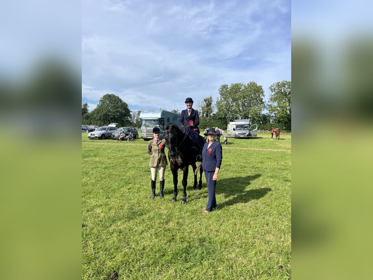 Cheval de sport irlandais Hongre 6 Ans 158 cm Noir in Wexford, Ireland