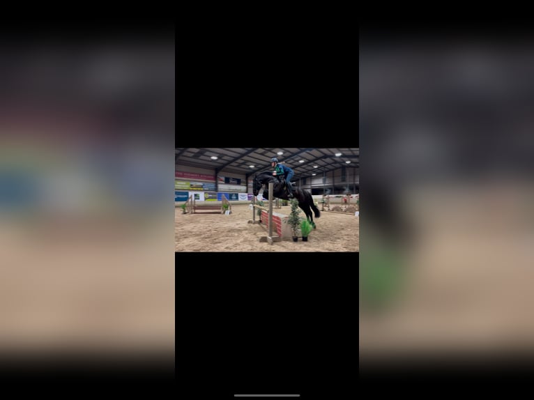 Cheval de sport irlandais Hongre 6 Ans 158 cm Noir in Wexford, Ireland