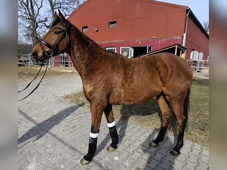Cheval de sport irlandais Hongre 6 Ans 160 cm Bai in Kluse