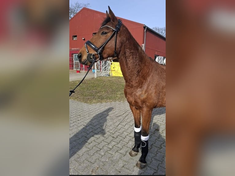Cheval de sport irlandais Hongre 6 Ans 160 cm Bai in Kluse