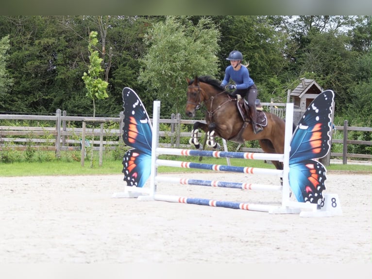 Cheval de sport irlandais Hongre 6 Ans 160 cm Bai in Pepingen