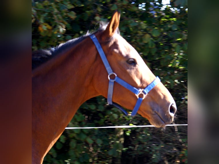Cheval de sport irlandais Hongre 6 Ans 160 cm Bai in Velpke