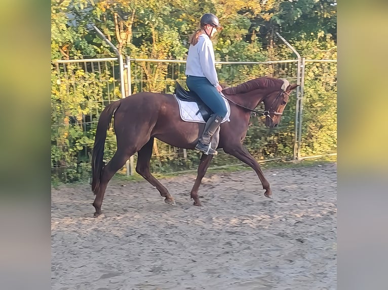 Cheval de sport irlandais Hongre 6 Ans 162 cm Alezan brûlé in Lage