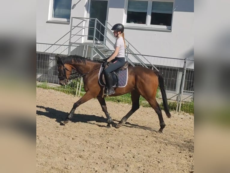 Cheval de sport irlandais Hongre 6 Ans 162 cm Bai brun foncé in Lemgo