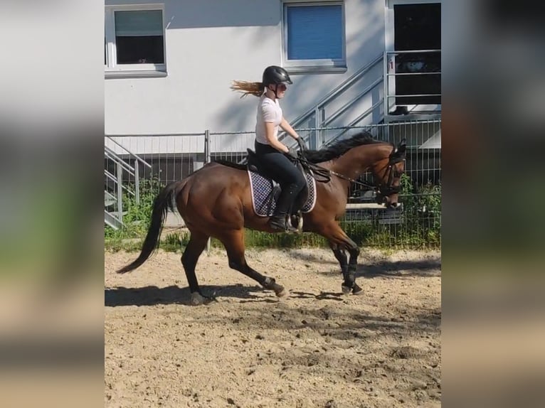 Cheval de sport irlandais Hongre 6 Ans 162 cm Bai brun foncé in Lemgo
