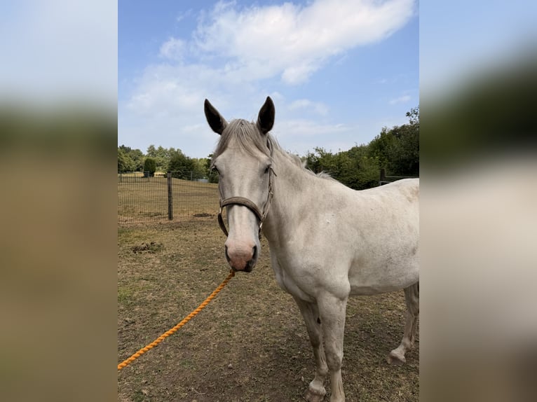 Cheval de sport irlandais Hongre 6 Ans 163 cm Gris in Stockport