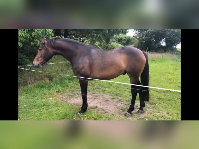 Cheval de sport irlandais Hongre 6 Ans 164 cm Bai cerise in Cork