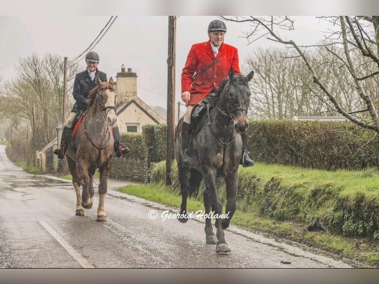 Cheval de sport irlandais Hongre 6 Ans 164 cm Bai cerise in Cork