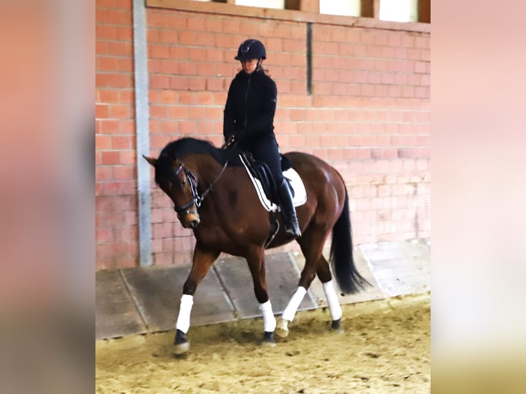 Cheval de sport irlandais Croisé Hongre 6 Ans 164 cm Bai in Wielen