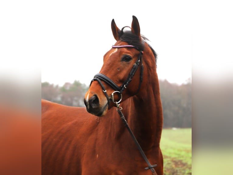 Cheval de sport irlandais Croisé Hongre 6 Ans 164 cm Bai in Wielen