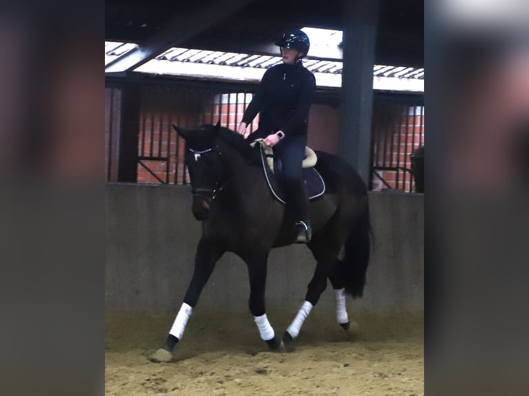 Cheval de sport irlandais Croisé Hongre 6 Ans 165 cm Bai brun in uelsen