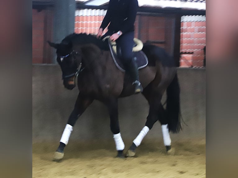 Cheval de sport irlandais Croisé Hongre 6 Ans 165 cm Bai brun in uelsen