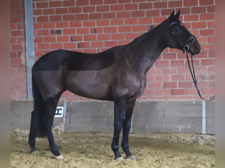Cheval de sport irlandais Croisé Hongre 6 Ans 165 cm Bai brun in uelsen
