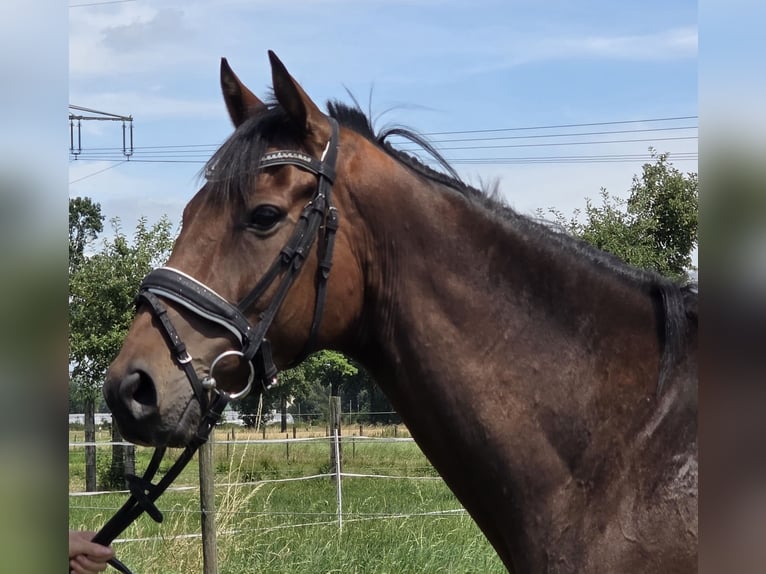 Cheval de sport irlandais Croisé Hongre 6 Ans 165 cm Bai in Wachtendonk