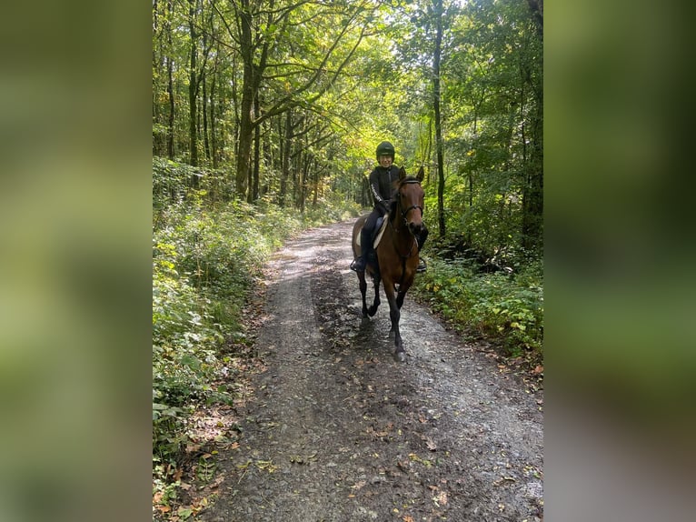 Cheval de sport irlandais Hongre 6 Ans 166 cm Bai in Filderstadt