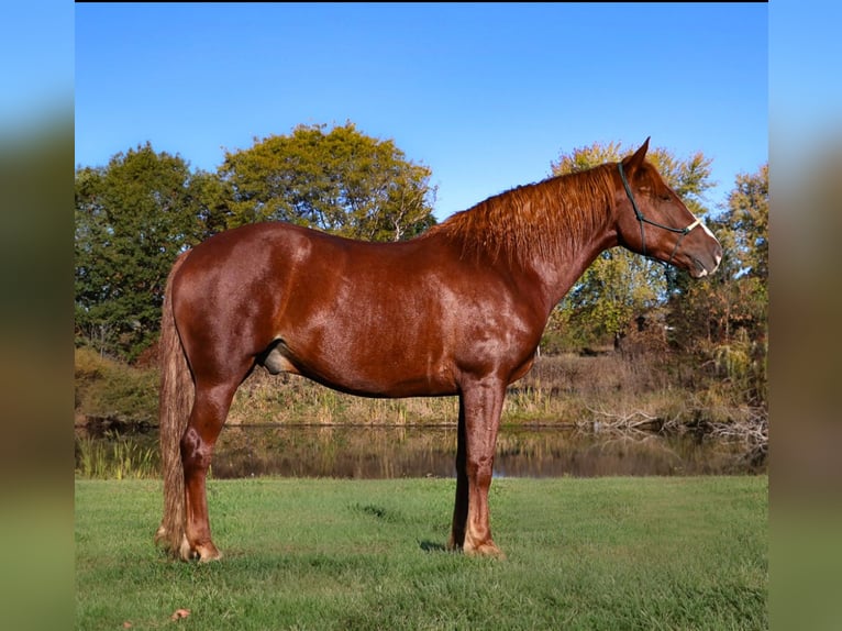 Cheval de sport irlandais Hongre 6 Ans 168 cm Alezan brûlé in Howell
