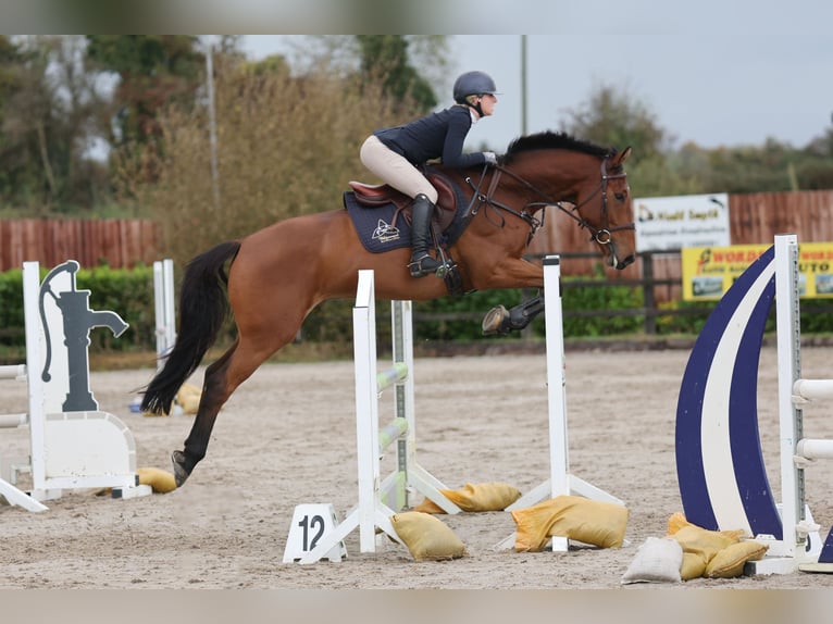 Cheval de sport irlandais Hongre 6 Ans 168 cm Bai cerise in Trim