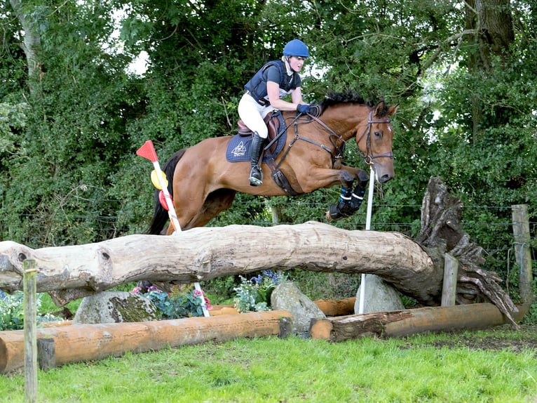 Cheval de sport irlandais Hongre 6 Ans 168 cm Bai cerise in Trim