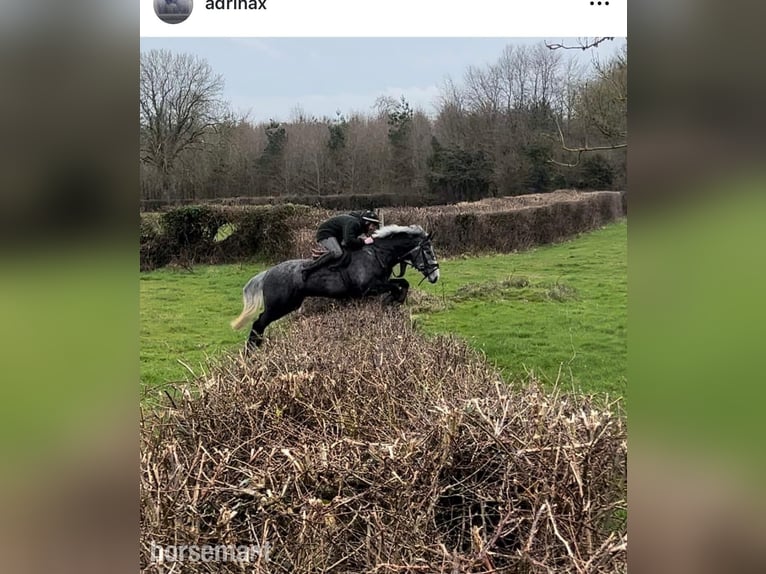Cheval de sport irlandais Hongre 6 Ans 168 cm Gris in Galway