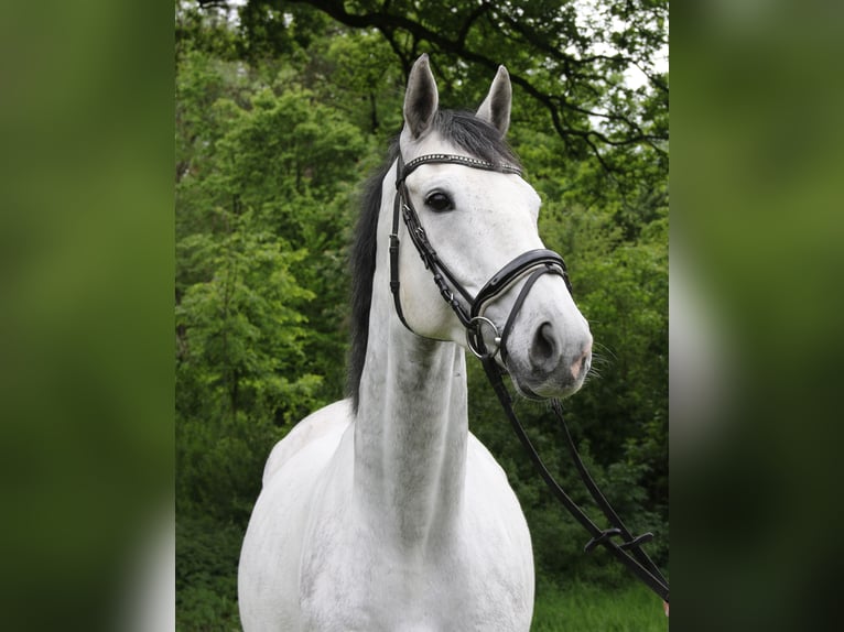 Cheval de sport irlandais Hongre 6 Ans 168 cm Gris pommelé in Nettetal