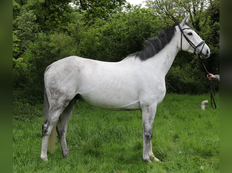 Cheval de sport irlandais Hongre 6 Ans 168 cm Gris pommelé in Nettetal