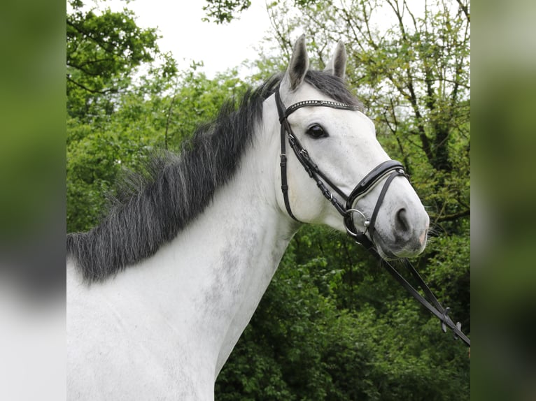 Cheval de sport irlandais Hongre 6 Ans 168 cm Gris pommelé in Nettetal