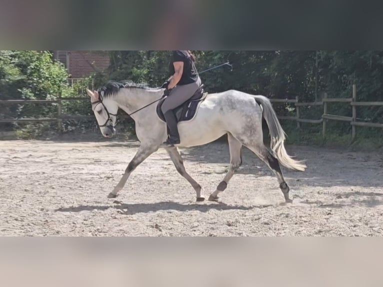 Cheval de sport irlandais Hongre 6 Ans 168 cm Gris pommelé in Nettetal