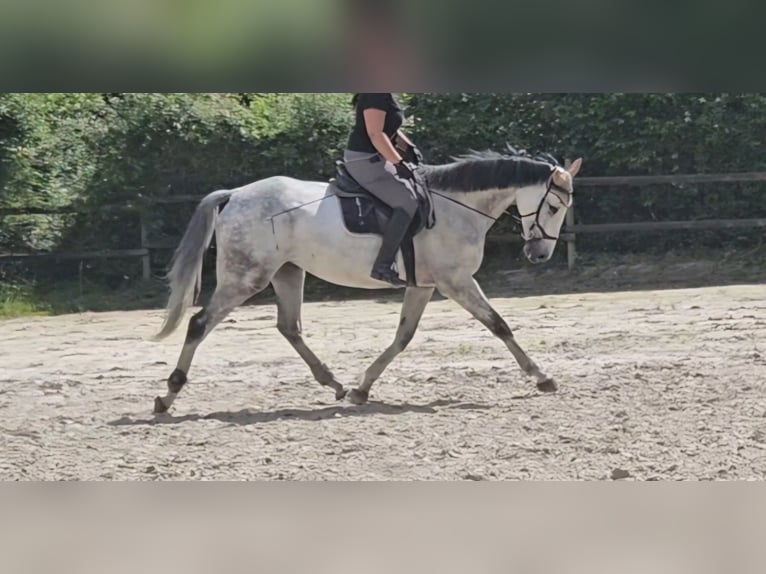 Cheval de sport irlandais Hongre 6 Ans 168 cm Gris pommelé in Nettetal