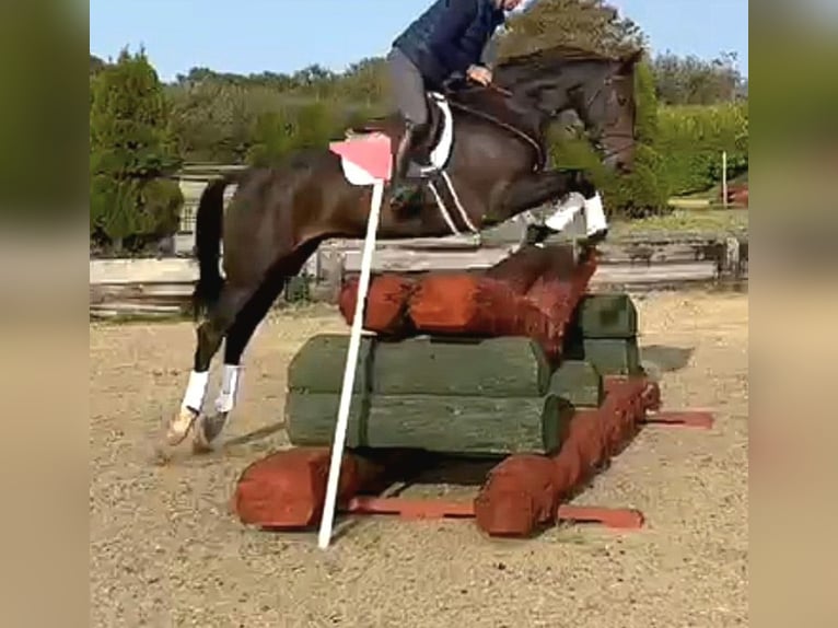 Cheval de sport irlandais Hongre 6 Ans 169 cm Bai brun in Hof