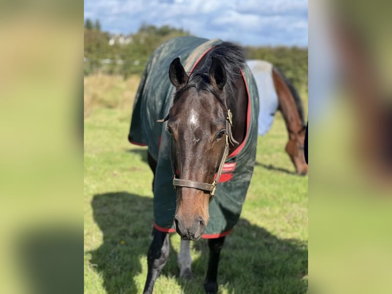 Cheval de sport irlandais Hongre 6 Ans 169 cm Bai brun in Hof