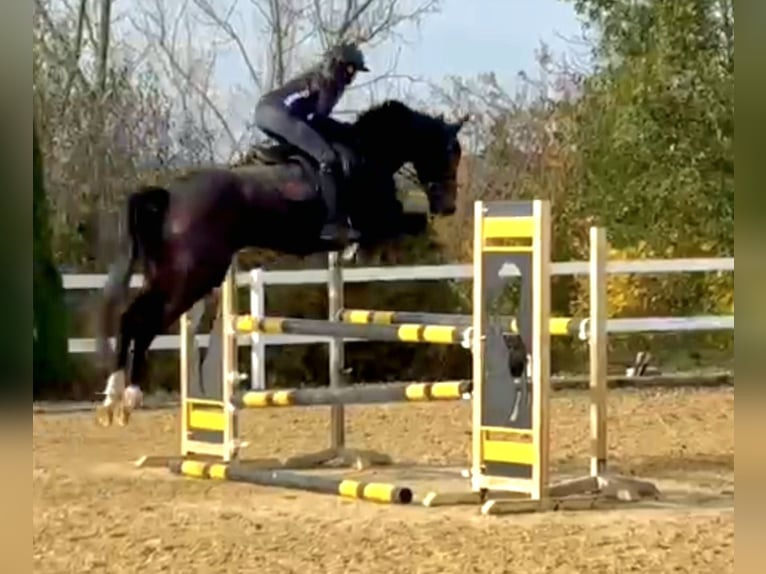 Cheval de sport irlandais Hongre 6 Ans 169 cm Bai brun in Hof