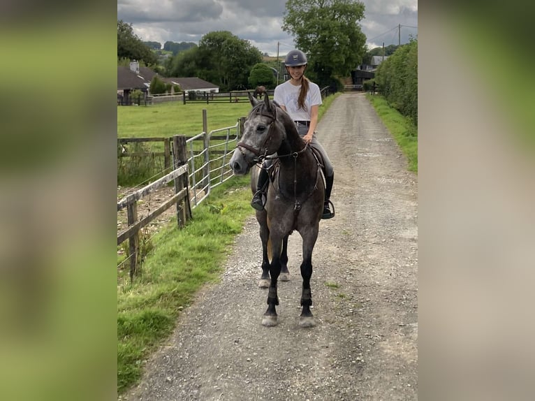 Cheval de sport irlandais Hongre 6 Ans 169 cm Gris pommelé in Gorey