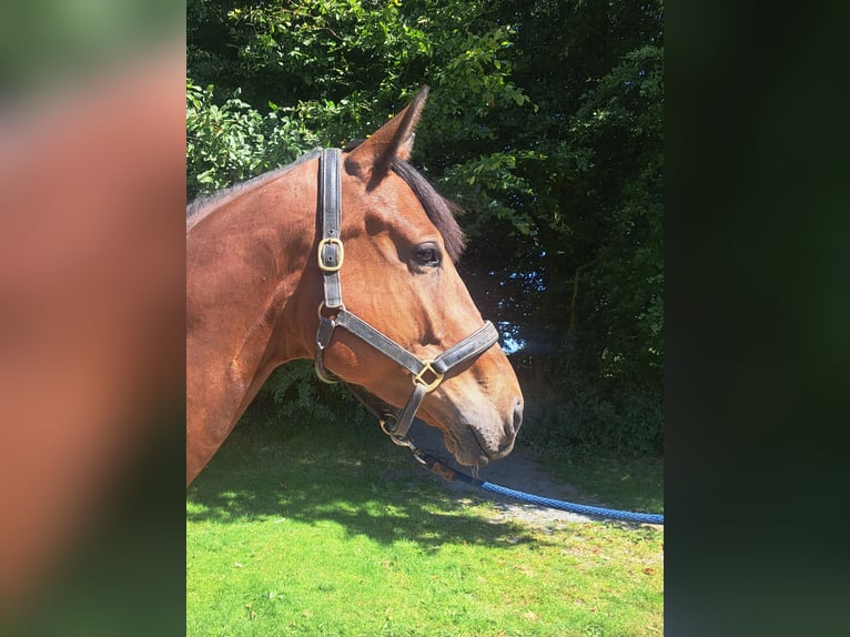 Cheval de sport irlandais Hongre 6 Ans 170 cm  in Kaulille