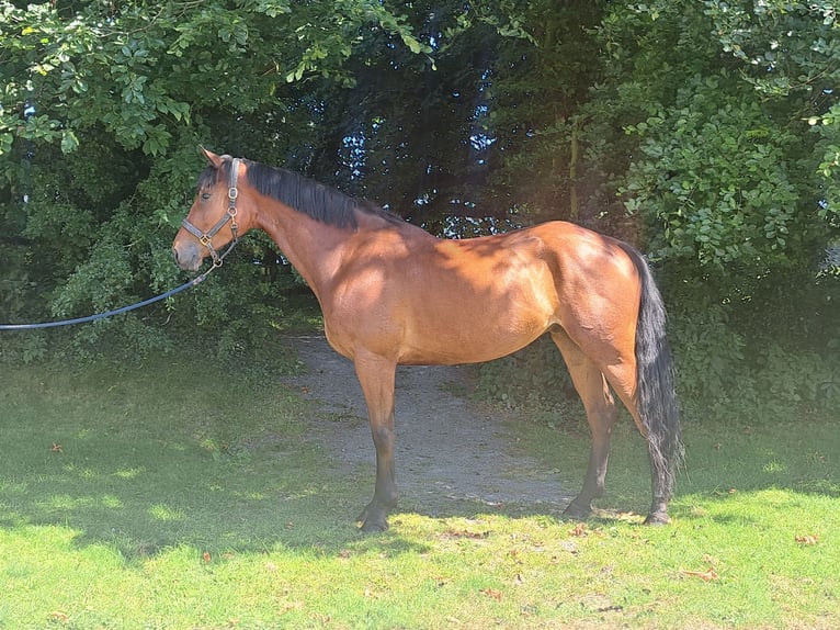Cheval de sport irlandais Hongre 6 Ans 170 cm  in Kaulille