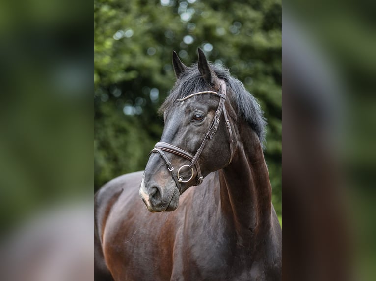 Cheval de sport irlandais Hongre 6 Ans 173 cm Bai brun foncé in Riedstadt