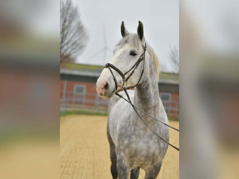 Cheval de sport irlandais Hongre 6 Ans 177 cm Gris pommelé in Geilenkirchen