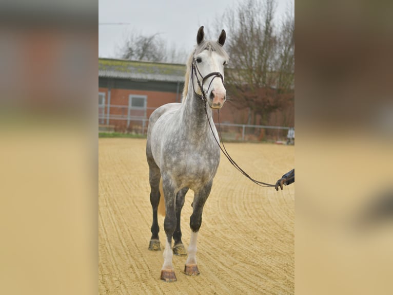 Cheval de sport irlandais Hongre 6 Ans 177 cm Gris pommelé in Geilenkirchen