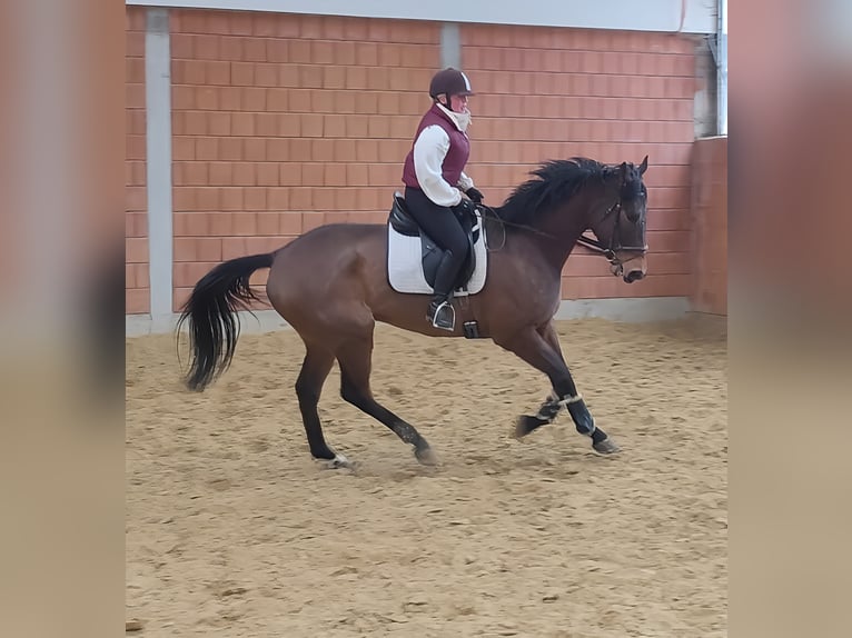 Cheval de sport irlandais Hongre 6 Ans 185 cm Bai in Lage